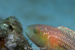 A rainbow of color on this Parrotfish.  It was just hangi... by Terry Stigall 